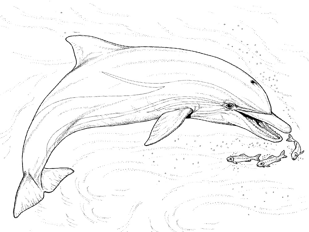 Черно-белые картинки для раскрашивания дельфины